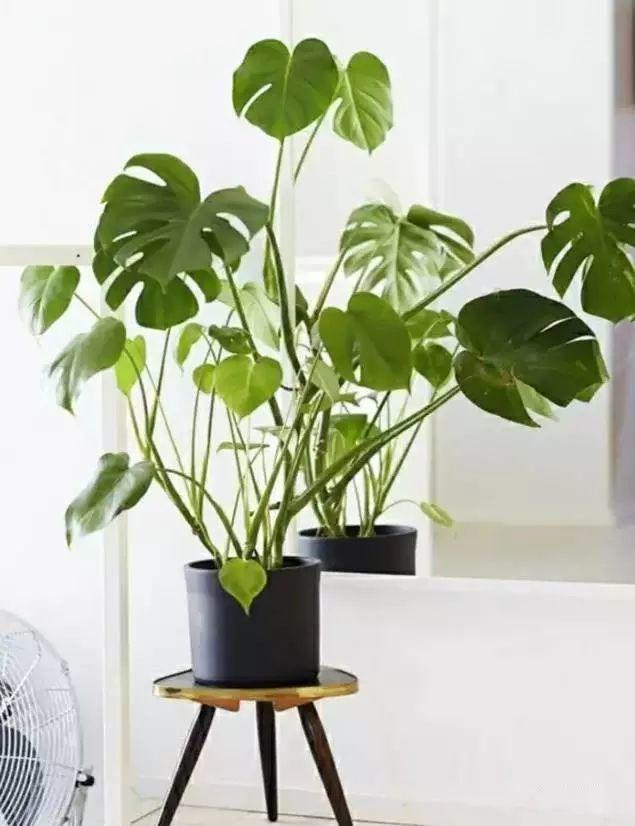 家裝小課堂|史上zui全的吸毒植物 · 新房必備