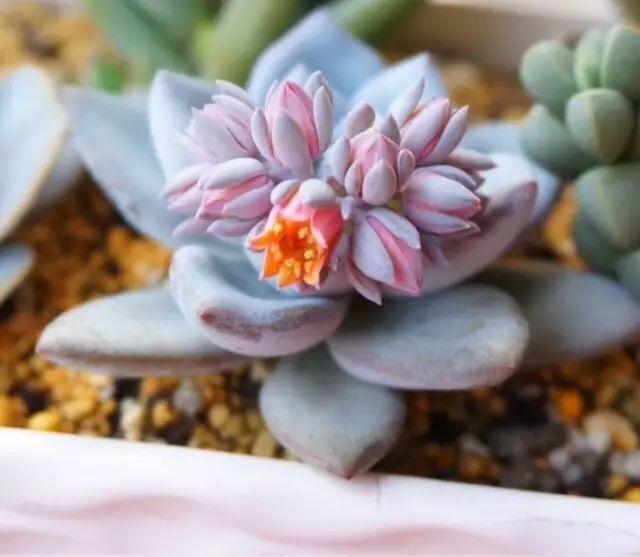 花花世界|40種多肉植物的秋季養(yǎng)護(hù)經(jīng)驗(yàn)??！入秋之后的你必備哦。