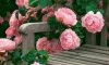 花花世界|如何用植物裝點(diǎn)你的花園露臺(tái)，你的家？